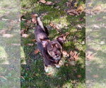 Small Photo #3 Cheeks Puppy For Sale in Hillsboro, MO, USA