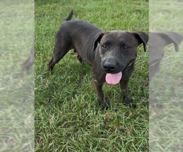 Medium Photo #2 Labrador Retriever-Unknown Mix Puppy For Sale in Conroe, TX, USA