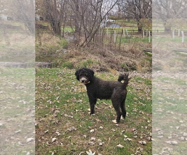 Medium Photo #1 Bernedoodle (Miniature)-Labrador Retriever Mix Puppy For Sale in LEBANON, PA, USA