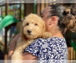 Puppy 1 Goldendoodle