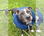 Small #4 American Pit Bull Terrier Mix