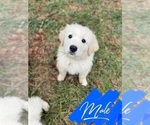 Small #1 Great Pyrenees