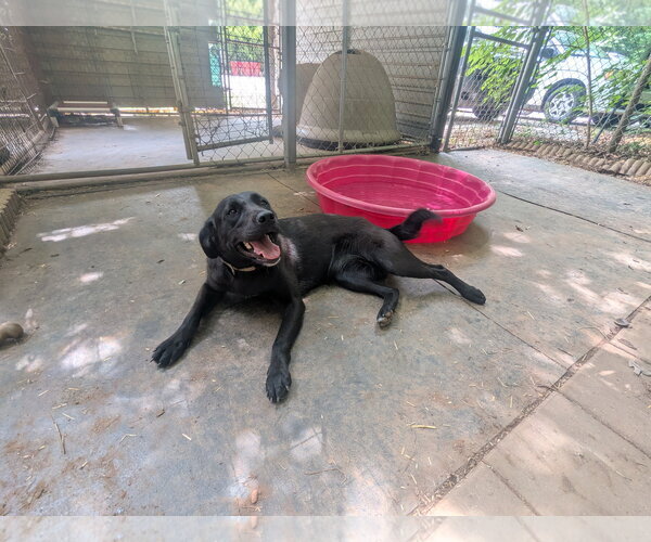 Medium Photo #2 Labrador Retriever Puppy For Sale in McCormick, SC, USA