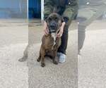 Small #4 Retriever  Mix