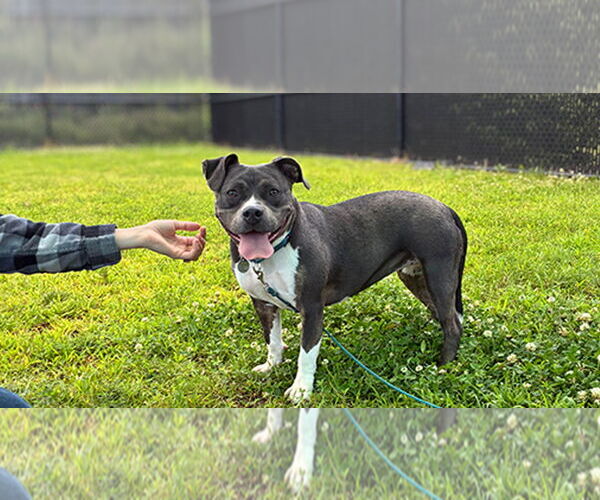 Medium Photo #1 Mutt Puppy For Sale in Weaverville, NC, USA