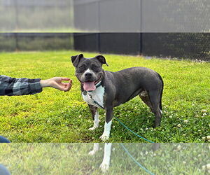 Mutt Dogs for adoption in Weaverville, NC, USA