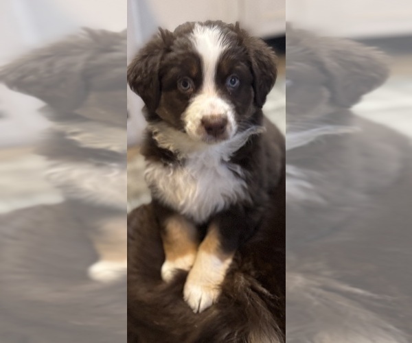 Medium Photo #2 Australian Shepherd Puppy For Sale in SPRINGVILLE, IN, USA