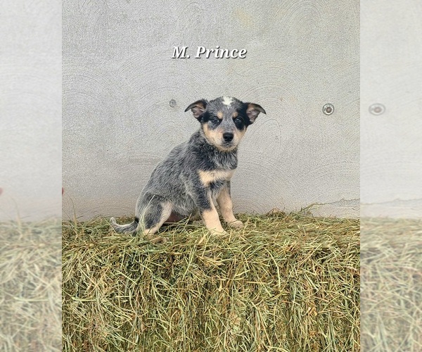 Medium Photo #4 Australian Cattle Dog Puppy For Sale in NATHALIE, VA, USA