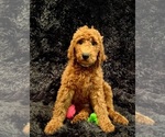 Small Photo #3 Goldendoodle Puppy For Sale in GREENBRIER, AR, USA
