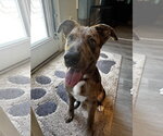 Small Catahoula Leopard Dog-Mountain Cur Mix