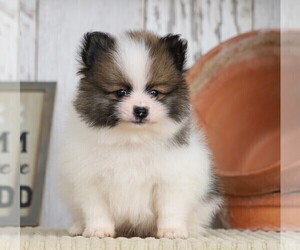 Pomeranian Puppy for sale in FREDERICKSBG, OH, USA