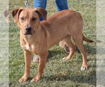 Small Photo #7 German Pinscher-Labrador Retriever Mix Puppy For Sale in Huntley, IL, USA