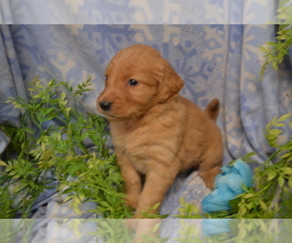 Medium Photo #1 Golden Retriever Puppy For Sale in GREENWOOD, WI, USA