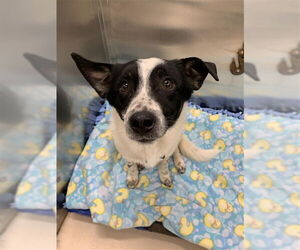 Chihuahua-Labrador Retriever Mix Dogs for adoption in Fairbanks, AK, USA