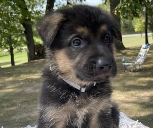 German Shepherd Dog Puppy for sale in LYNDON STATION, WI, USA