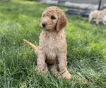 Puppy Purple Female Poodle (Standard)