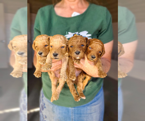 Medium Photo #4 Poodle (Standard) Puppy For Sale in WAGENER, SC, USA