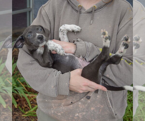 Medium Photo #4 Mutt Puppy For Sale in Huntley, IL, USA