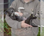 Small #3 Mutt