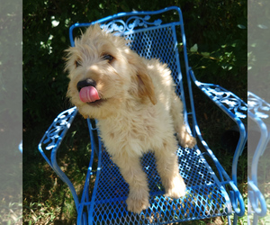 Goldendoodle Puppy for sale in PEYTON, CO, USA