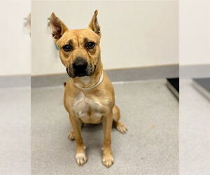 Medium American Pit Bull Terrier-German Shepherd Dog Mix