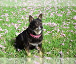 Small Photo #6 Chihuahua-Unknown Mix Puppy For Sale in oakland, FL, USA