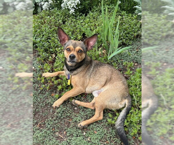Medium Photo #1 Chihuahua-Unknown Mix Puppy For Sale in Aurora, CO, USA