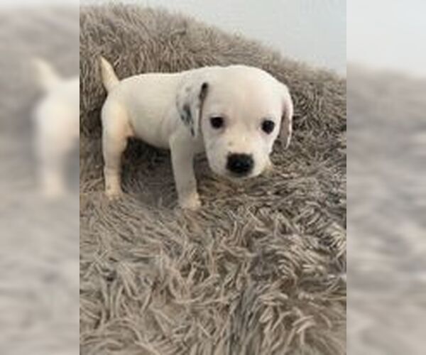 Medium Photo #8 Beagle-Unknown Mix Puppy For Sale in Tampa, FL, USA