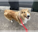 Small #7 Collie