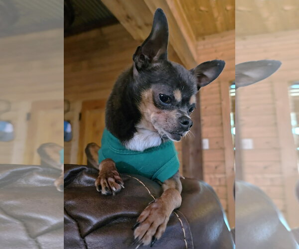 Medium Photo #2 Chihuahua Puppy For Sale in Boonton, NJ, USA