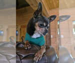 Small #1 Chihuahua