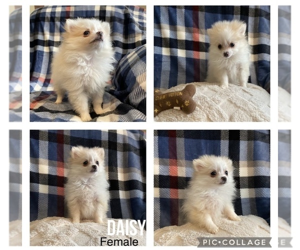 Medium Photo #1 Pomeranian Puppy For Sale in CONNEAUT LAKE, PA, USA