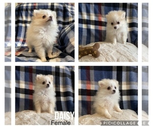 Pomeranian Puppy for sale in CONNEAUT LAKE, PA, USA