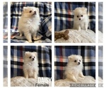 Small Photo #1 Pomeranian Puppy For Sale in CONNEAUT LAKE, PA, USA