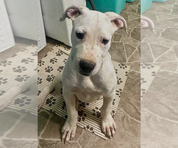 Medium Photo #3 Mutt Puppy For Sale in Wenonah, NJ, USA
