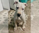 Small #2 Mutt
