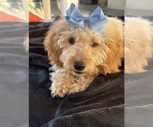 Medium Photo #5 Goldendoodle mix (+ Poodle Miniature) Puppy For Sale in MENIFEE, CA, USA