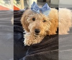 Small Photo #23 Goldendoodle mix (+ Poodle Miniature) Puppy For Sale in MENIFEE, CA, USA