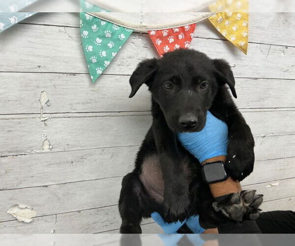Medium Photo #1 German Shepherd Dog Puppy For Sale in San Bernardino, CA, USA