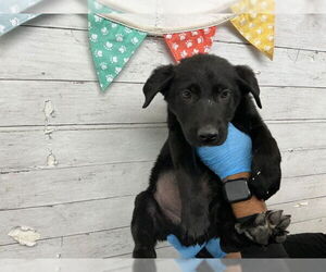 German Shepherd Dog Dogs for adoption in San Bernardino, CA, USA