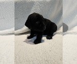 Small #1 Labrador Retriever