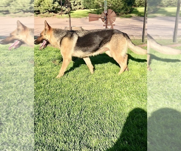 Medium Photo #41 German Shepherd Dog Puppy For Sale in BRIGHTON, CO, USA