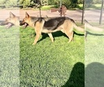Small #40 German Shepherd Dog