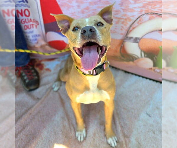 Medium Photo #1 American Pit Bull Terrier Puppy For Sale in Long Beach, CA, USA