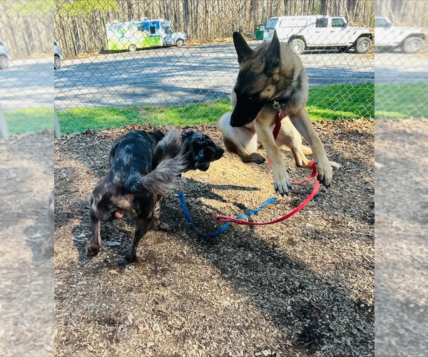 Medium Photo #2 Mutt Puppy For Sale in Imlay City, MI, USA