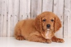 Small Goldendoodle