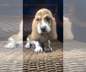 Basset Hound Puppy for sale in IRVINE, CA, USA