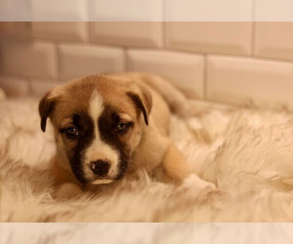 Medium Photo #1 Bulldog-Unknown Mix Puppy For Sale in Duluth, MN, USA