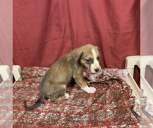 Staffordshire Bull Terrier Dogs for adoption in Modesto, CA, USA