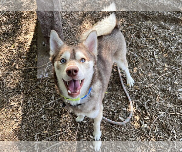 Medium Photo #1 Alaskan Klee Kai-Unknown Mix Puppy For Sale in Fort Collins, CO, USA